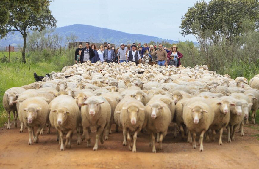 Alamillo celebra la tercera edición de su Feria de la Trashumancia como homenaje a una forma de vida que marcó la historia rural