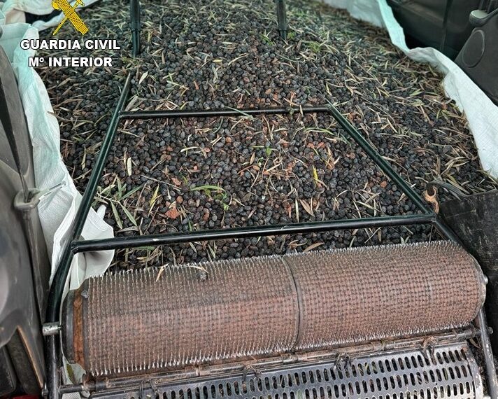 Desarticulada una red de hurto de aceituna en Ciudad Real con más de 130.000 kilos intervenidos
