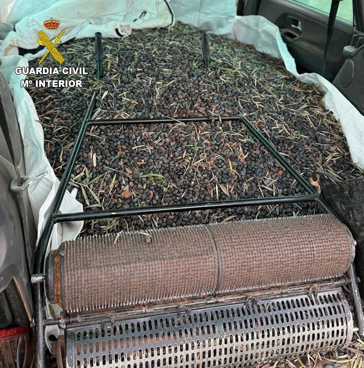 Desarticulada una red de hurto de aceituna en Ciudad Real con más de 130.000 kilos intervenidos