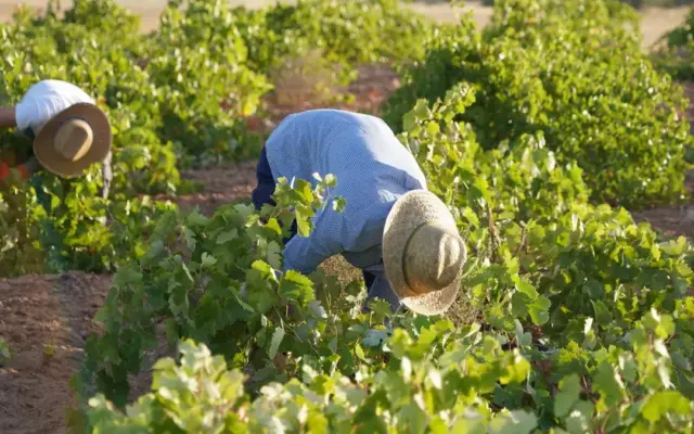 Cuadrillas de vendimiadores recogen la variedad Airén en un viñedo de la DO La Mancha
