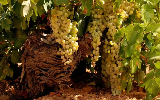Viñedos de la Denominación de Origen Valdepeñas