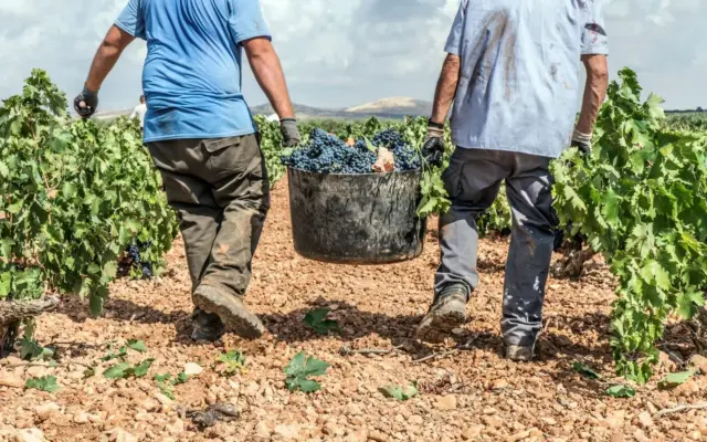 Uvas y vino de la Denominación de Origen Valdepeñas