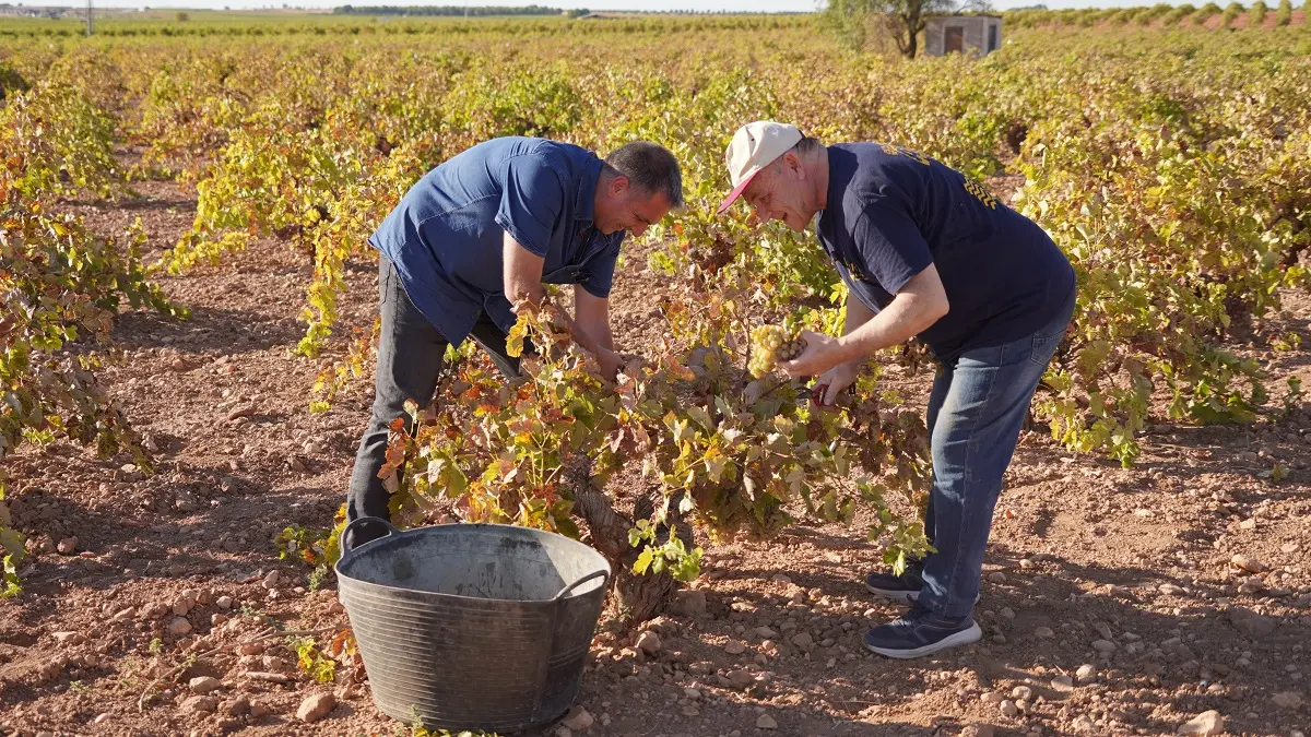 El periodista Jorge Jaramillo vendimiando una cepa de Airén en La Mancha